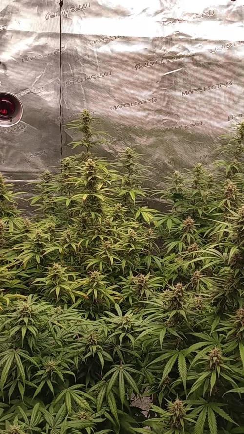 Dutch Blue Automatic