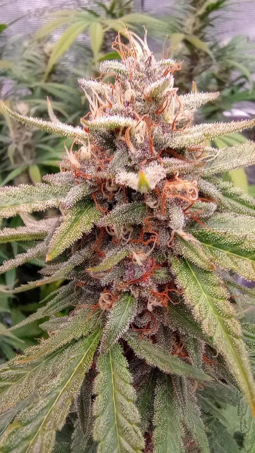 Dutch Blue Automatic. Week 9 - Spliff Seeds... Dutch Blue Automatic. She's so beautiful...😁