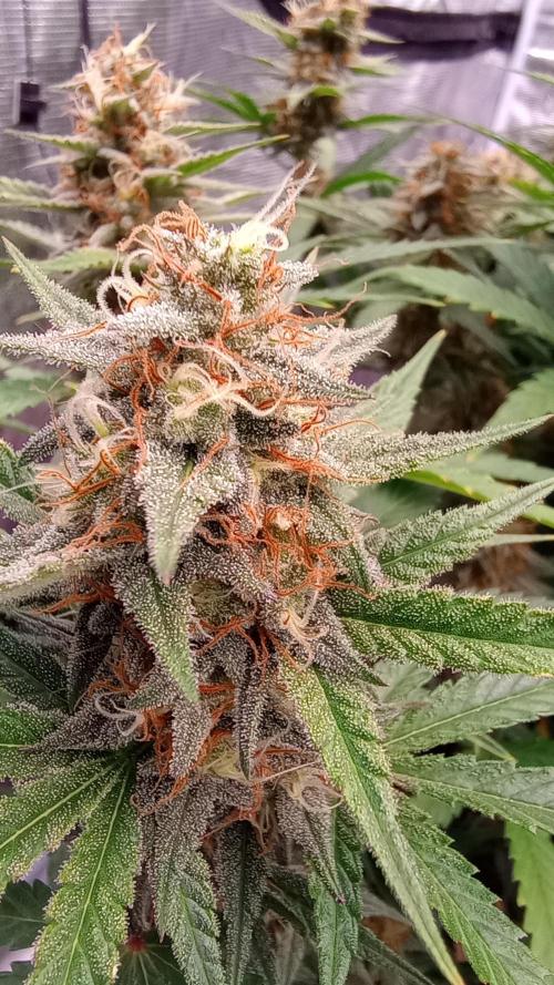 Dutch Blue Automatic. Week 9 - Another plant worth a peek!