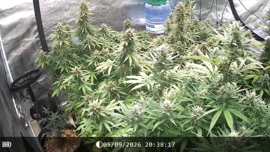 Dutch Blue Automatic