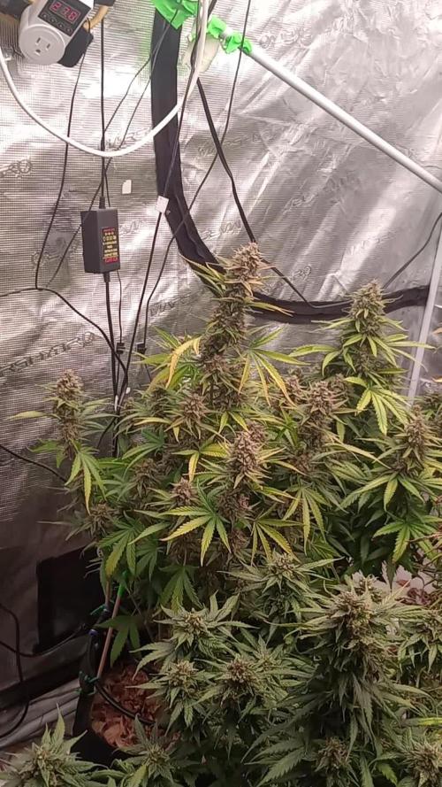 Dutch Blue Automatic