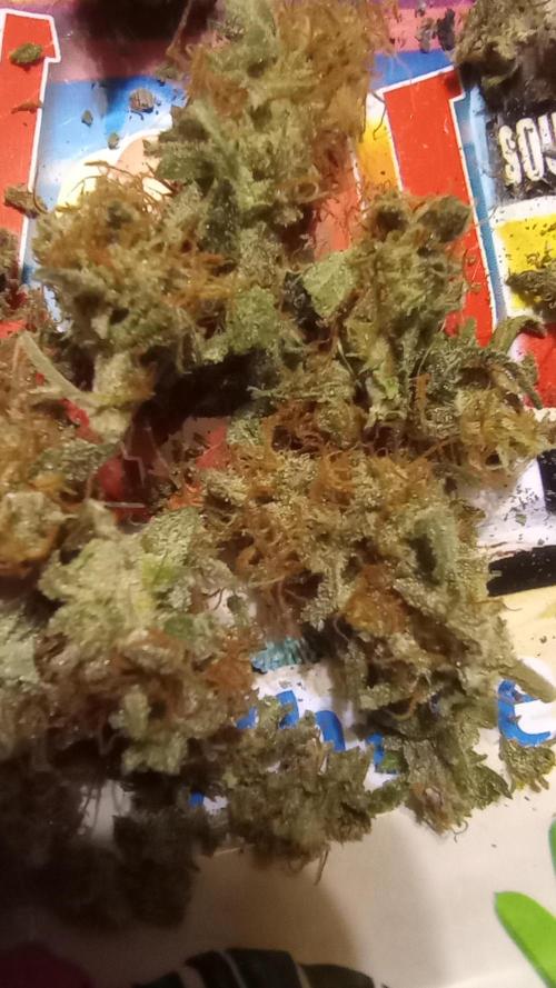 Dutch Blue Automatic. Week 11 - Plant #1 of 8 test branch from 10 days back.