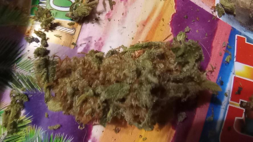 Dutch Blue Automatic. Week 11 - #1