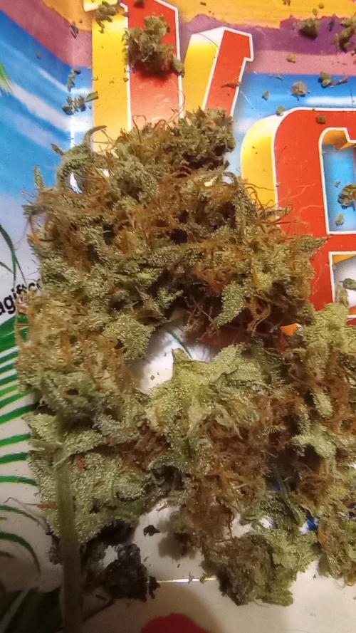 Dutch Blue Automatic. Week 11 - #1