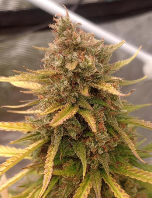 Dutch Blue Automatic. Week 12 - Some clear trichome yet...hmm