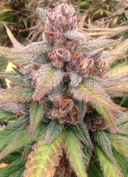 Dutch Blue Automatic. Week 12 - No amber Trichome 