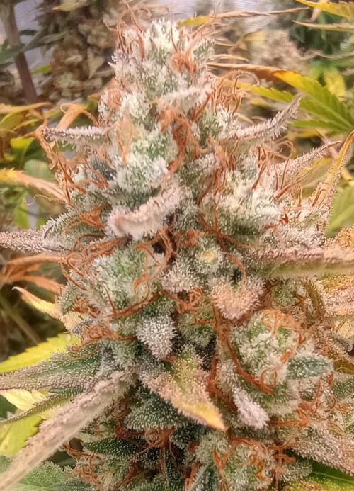 Dutch Blue Automatic. Week 12 - Just white and clear