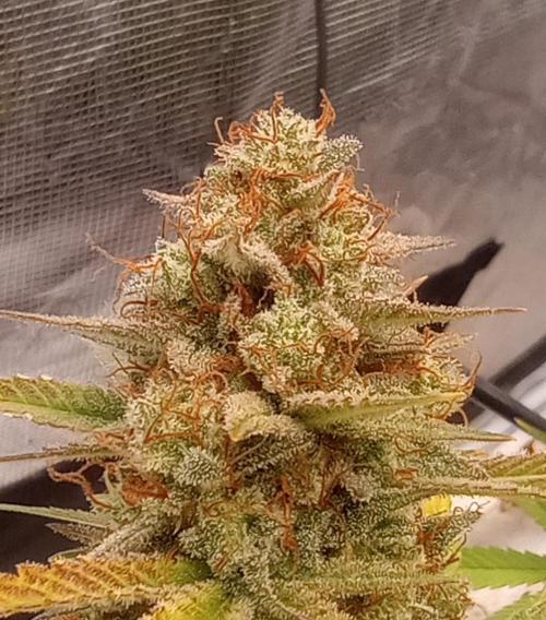 Dutch Blue Automatic. Week 12 - Gonna let them go until visual of amber 