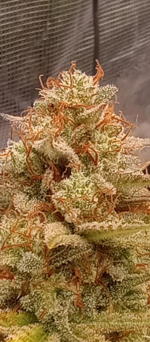 Dutch Blue Automatic. Week 12