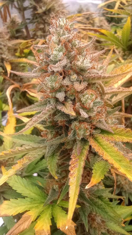 Dutch Blue Automatic. Week 12