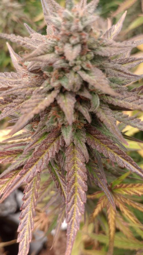 Dutch Blue Automatic. Week 12