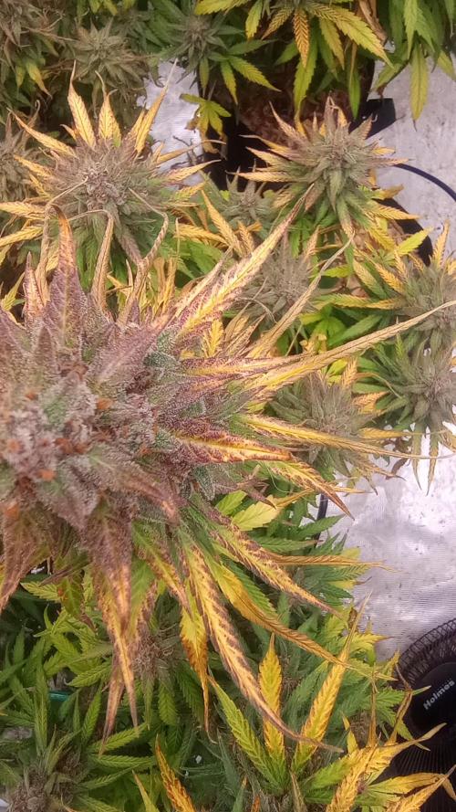 Dutch Blue Automatic. Week 12