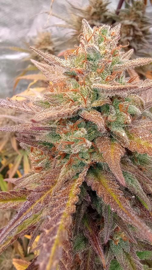 Dutch Blue Automatic. Week 12 - White 