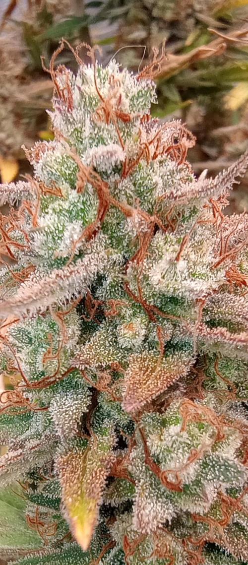 Dutch Blue Automatic. Week 12 - White 