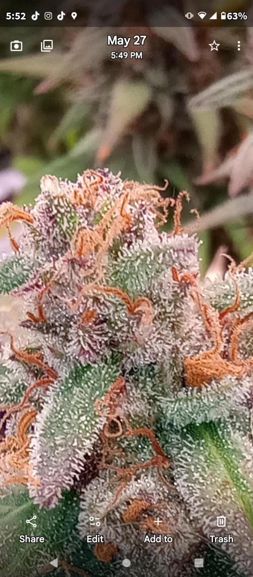 Dutch Blue Automatic. Week 12 - White 