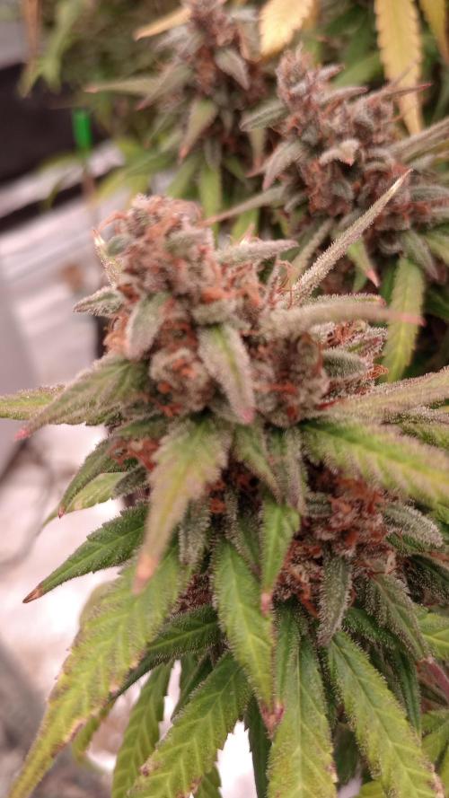 Dutch Blue Automatic. Week 12 - White Trichome but no amber 
