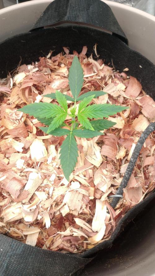 Grow Tent 150x150x200cm (5'x5'x6.5'). Week 1