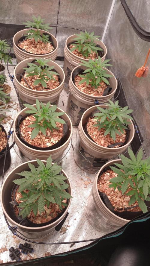 Grow Tent 150x150x200 5x5x6.5. Week 2