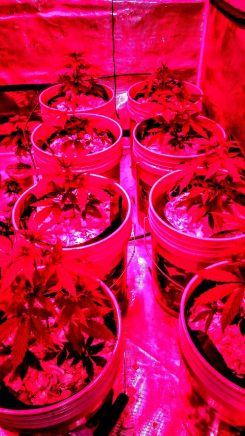 Grow Tent 150x150x200. Week 2