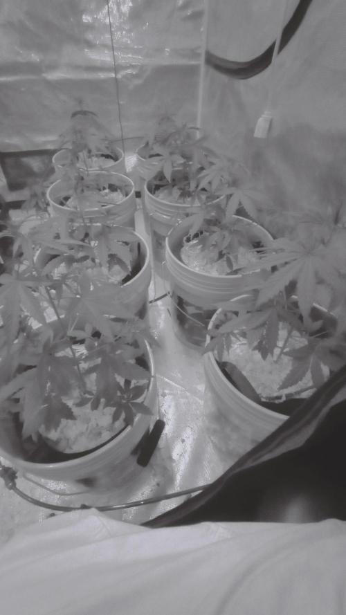 Grow Tent 150x150x200. Week 3