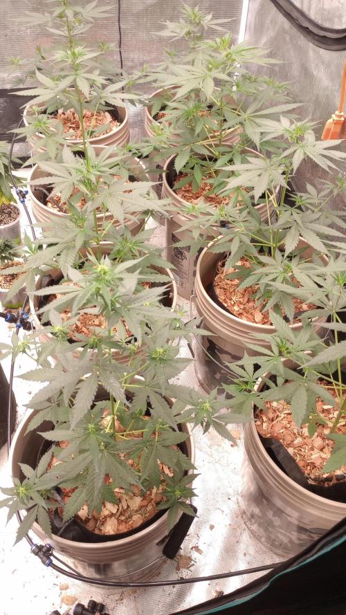 Mega Powerplant Automatic. Week 4