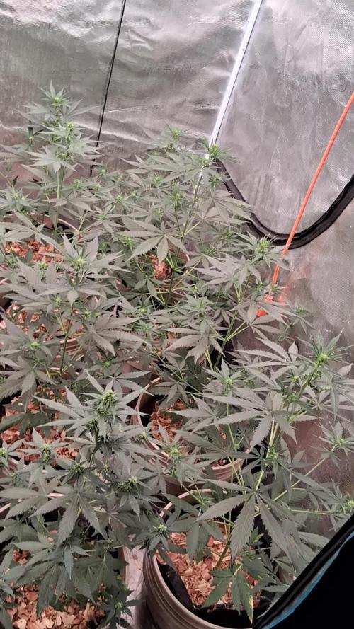 Grow Tent 150x150x200. Week 5
