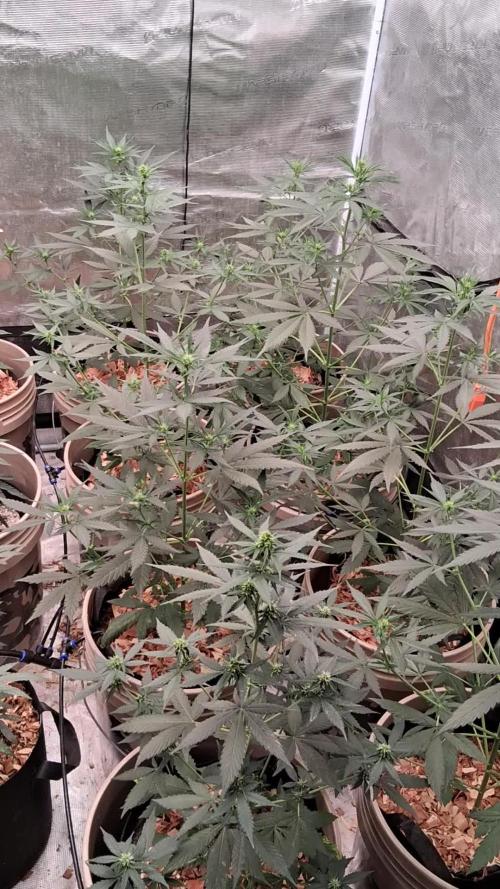 Grow Tent 150x150x200. Week 5