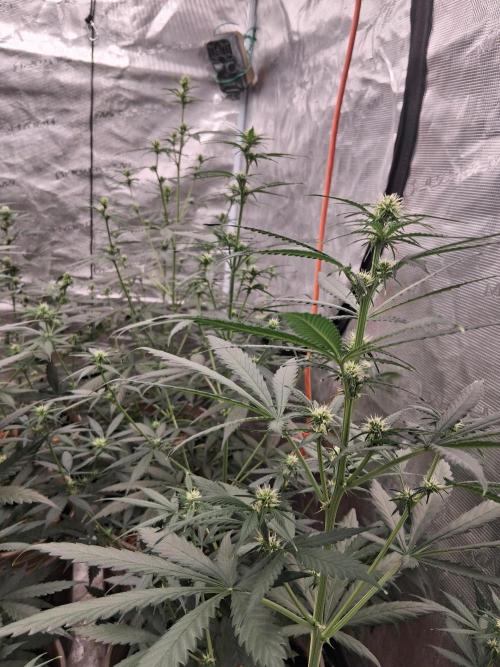Mega Powerplant Automatic. Week 6
