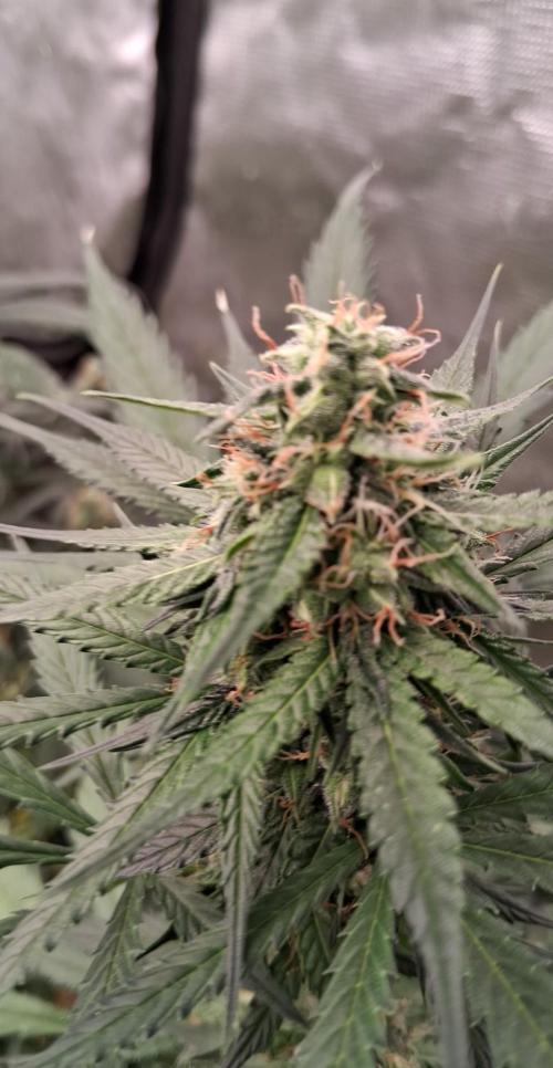 Mega Powerplant Automatic. Week 8