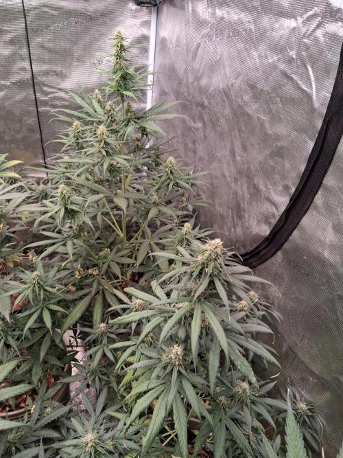 Mega Powerplant Automatic. Week 8