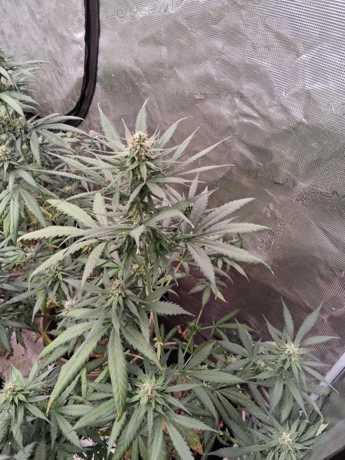 Mega Powerplant Automatic. Week 8