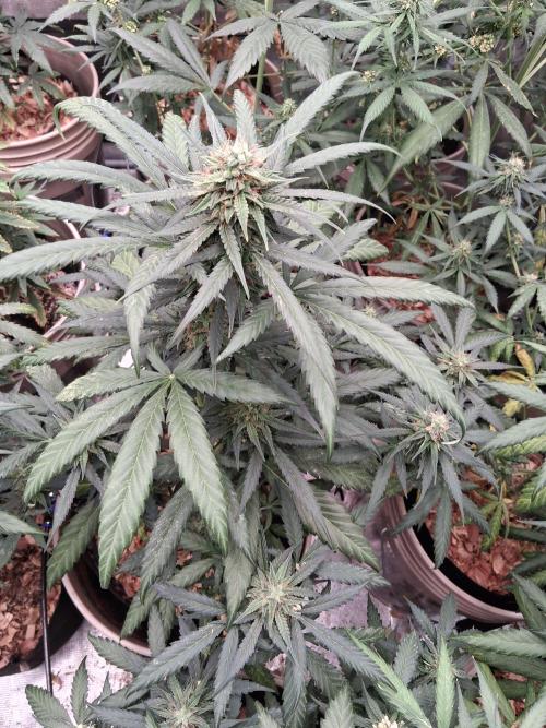 Grow Tent 150x150x200. Week 8