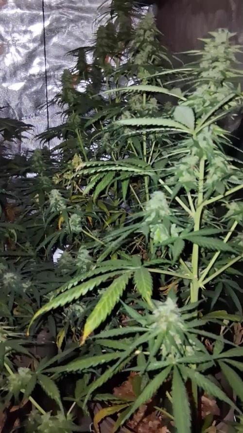 Grow Tent 150x150x200. Week 9