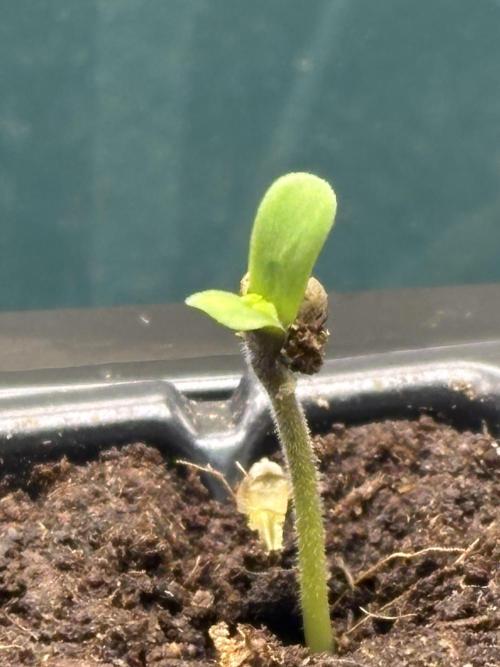 Orange. Week 0
