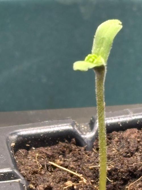 Orange. Week 0