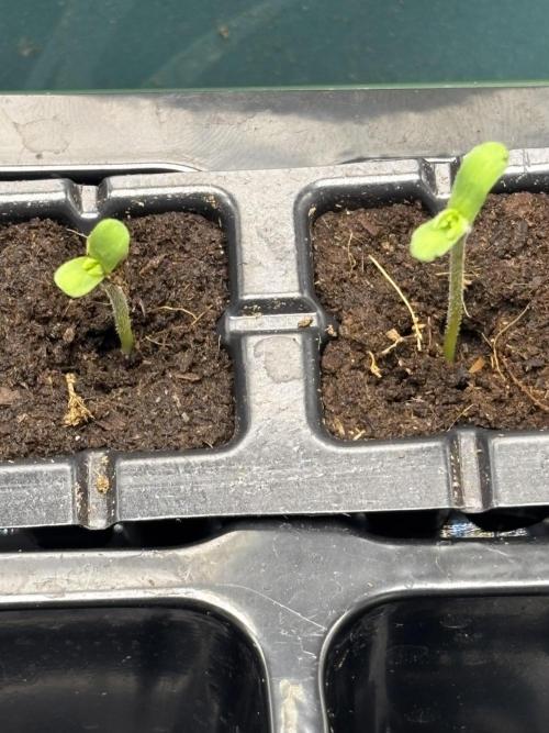 Orange. Week 0