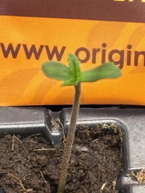 Gohstberry. Week 0