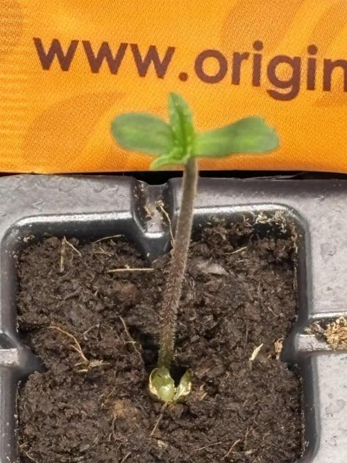 Gohstberry. Week 0