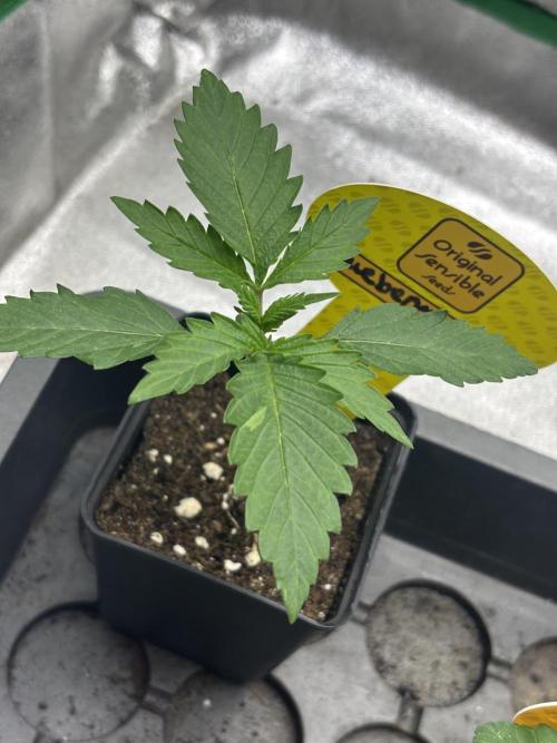 Gohstberry. Week 1
