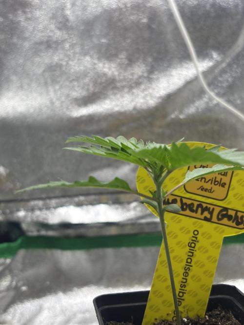 Gohstberry. Week 1
