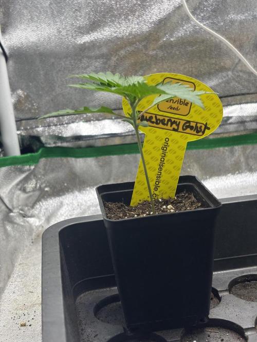 Gohstberry. Week 1