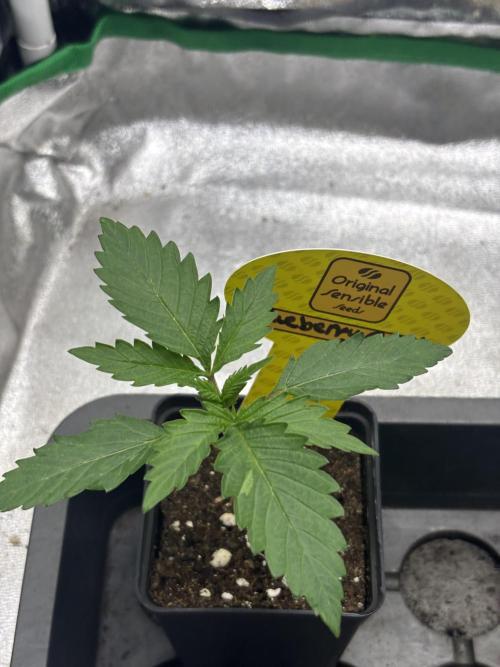 Gohstberry. Week 1