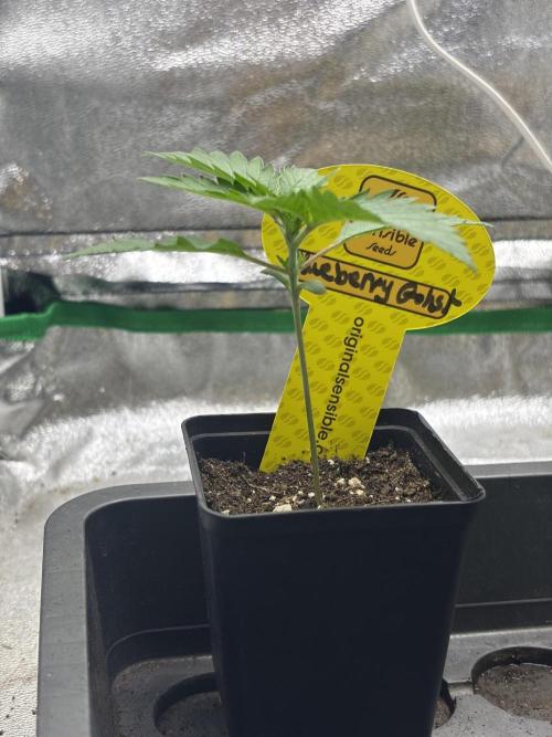 Gohstberry. Week 1
