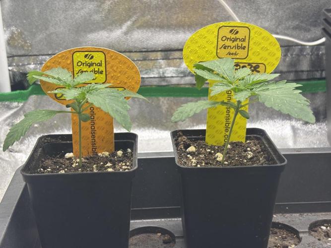 Orange. Week 1