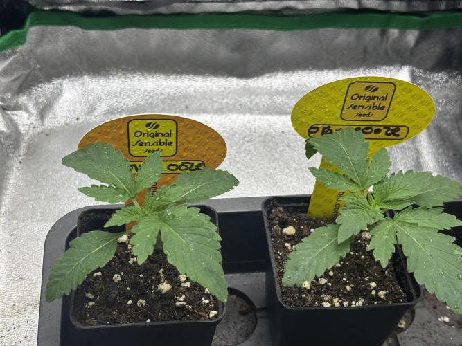 Orange. Week 1