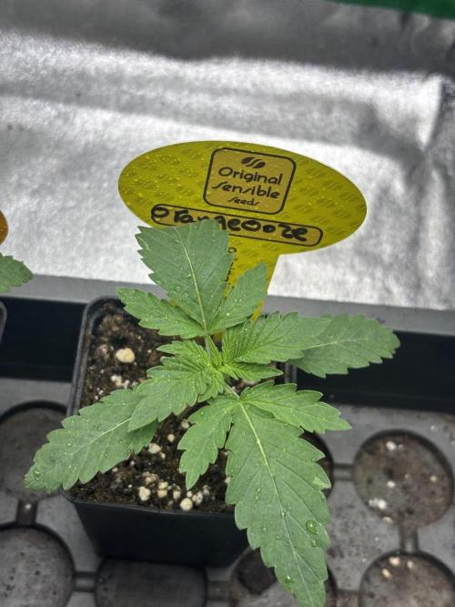 Orange. Week 1