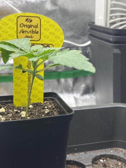 Orange. Week 1