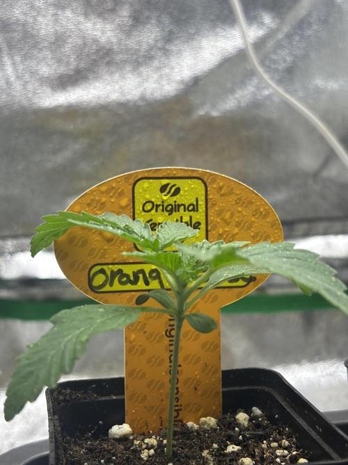 Orange. Week 1