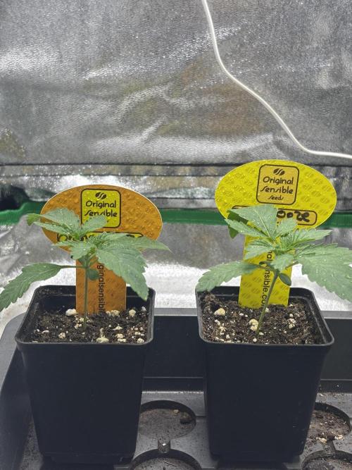 Orange. Week 1