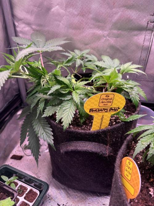 Gohstberry. Week 4